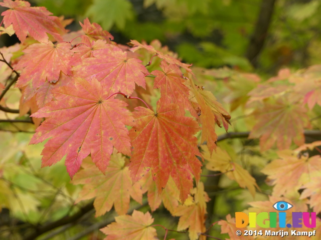 FZ009443 Red and yellow leaves